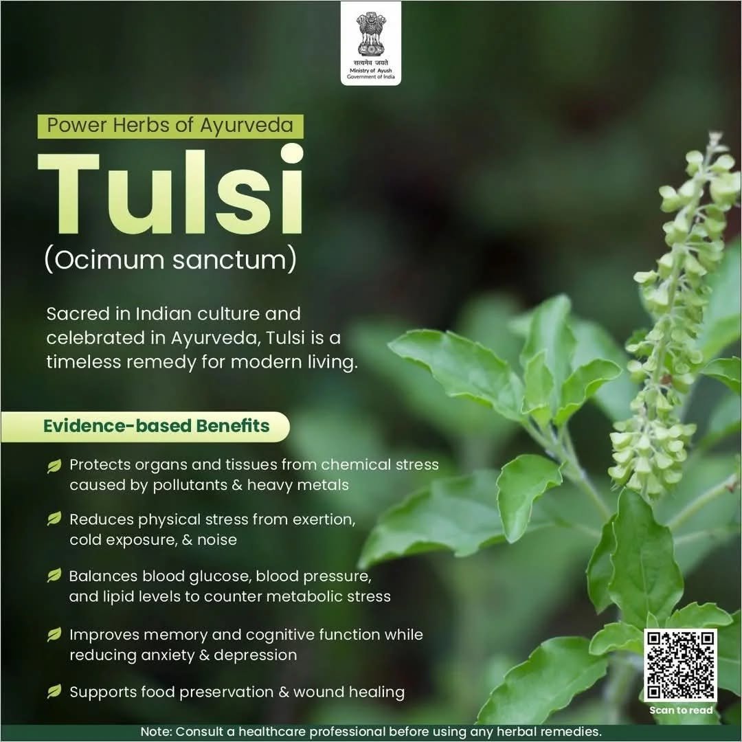 Tulsi